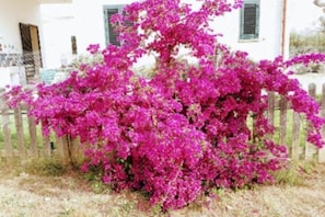 Property grounds - Serradei House (Torchiarolo)