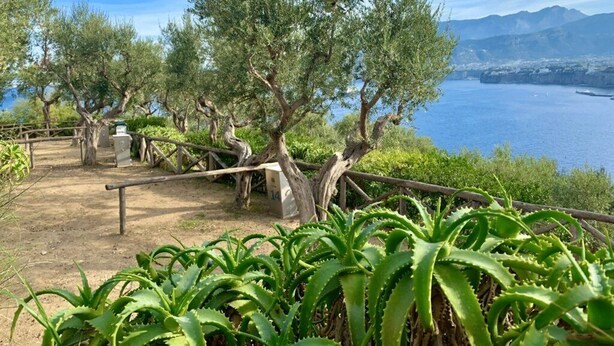 A coastal landscape with olive trees, a clear sky, and a view of the sea.