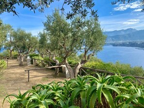 A coastal landscape with olive trees, a clear sky, and a view of the sea. - ZEcamping 4 étoiles animé parc aquatique dog friendly mobil-home clim (Meta di Sorrento)