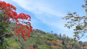 A winding road with a guardrail, surrounded by lush greenery and red flowering trees. - Chez Lauret, à la Montagne (LA MONTAGNE)