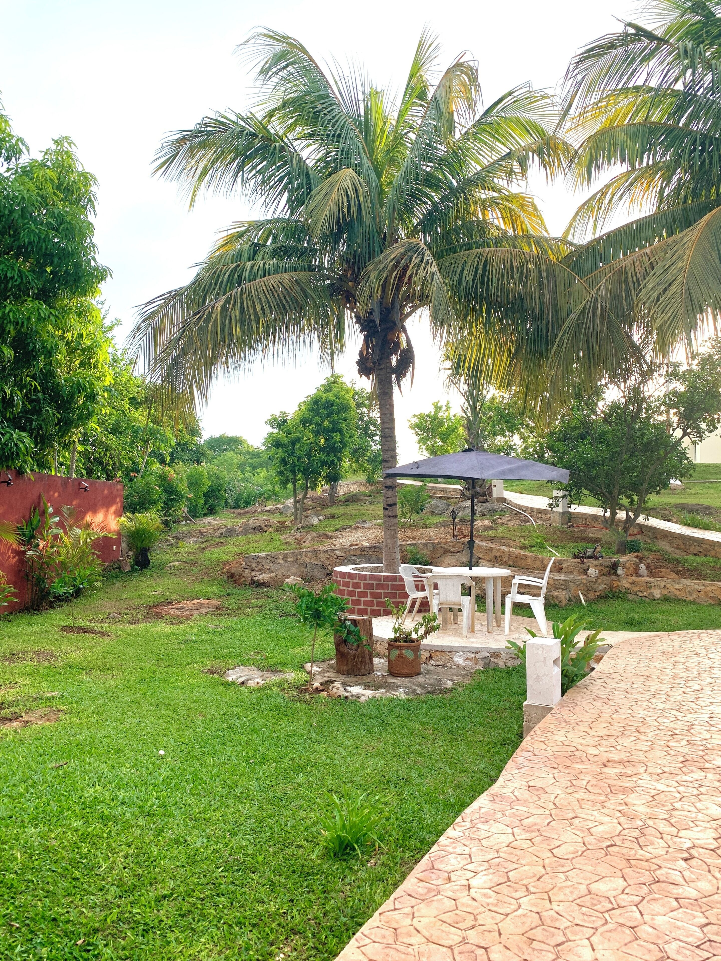 A patio area with a table and chairs, surrounded by a palm tree and greenery.