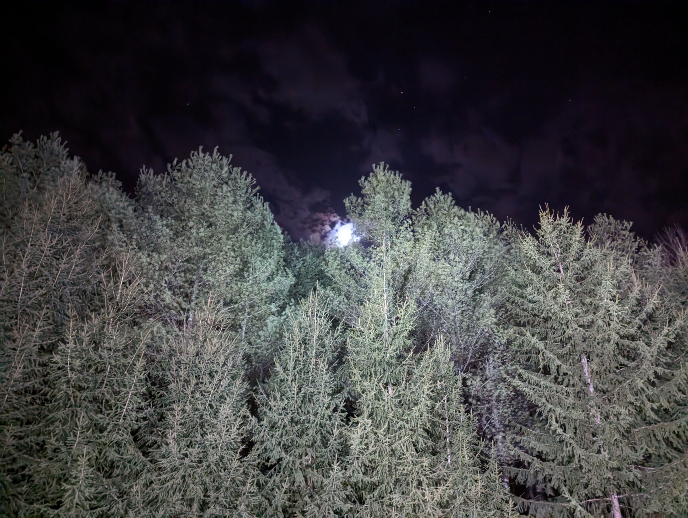 Een dicht bos van altijdgroene bomen 's nachts, met een heldere lichtbron in de verte.