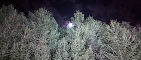 En tät skog av barrträd i mörkret, med en stark ljuskälla på avstånd.