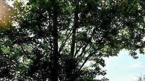 Una zona lungo il lago con alberi, un pontile e un vialetto erboso.