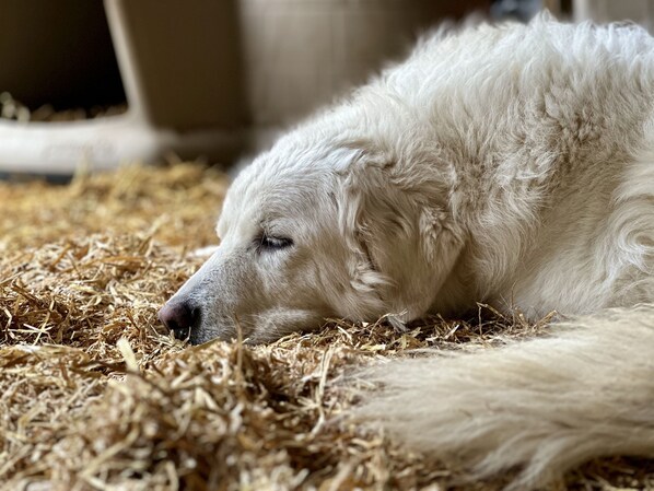 A white dog lying on straw.
