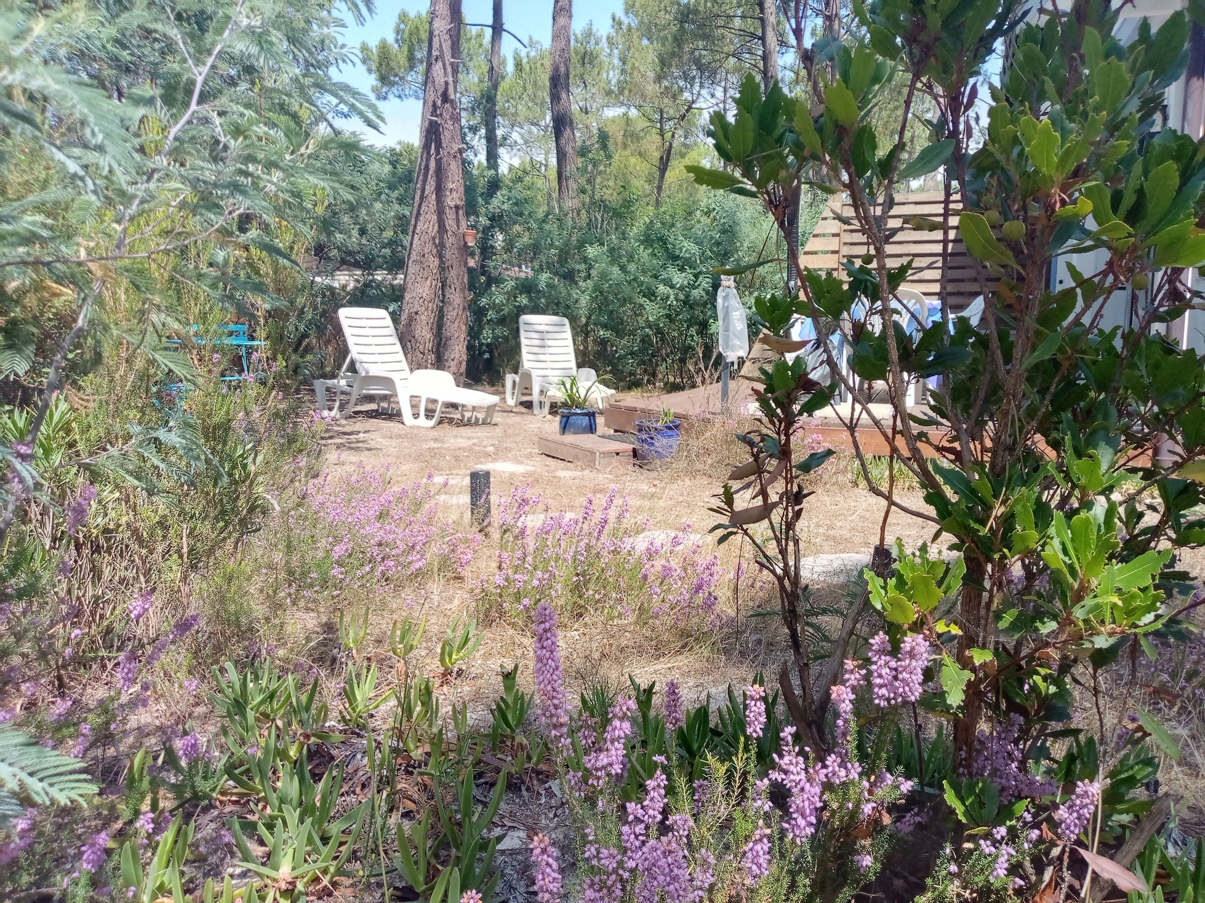 A garden area with lounge chairs, a small table, and various plants.
