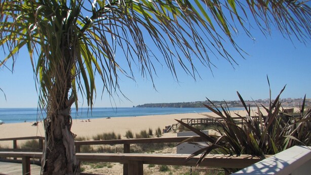 Une terrasse en bois donnant sur une plage, avec un palmier et une vue sur l’océan.