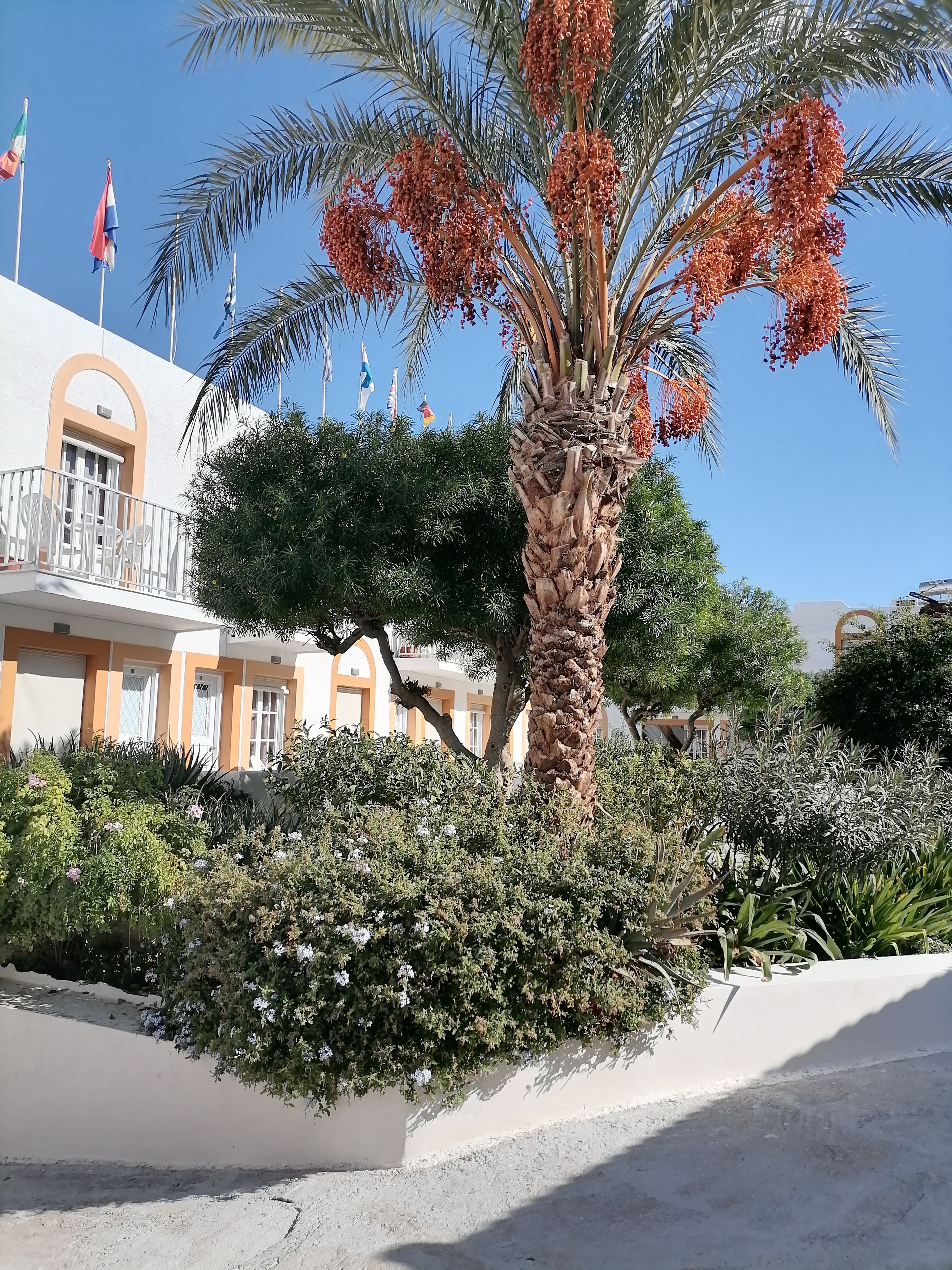 Un edificio con balcón, palmeras y diversas plantas.