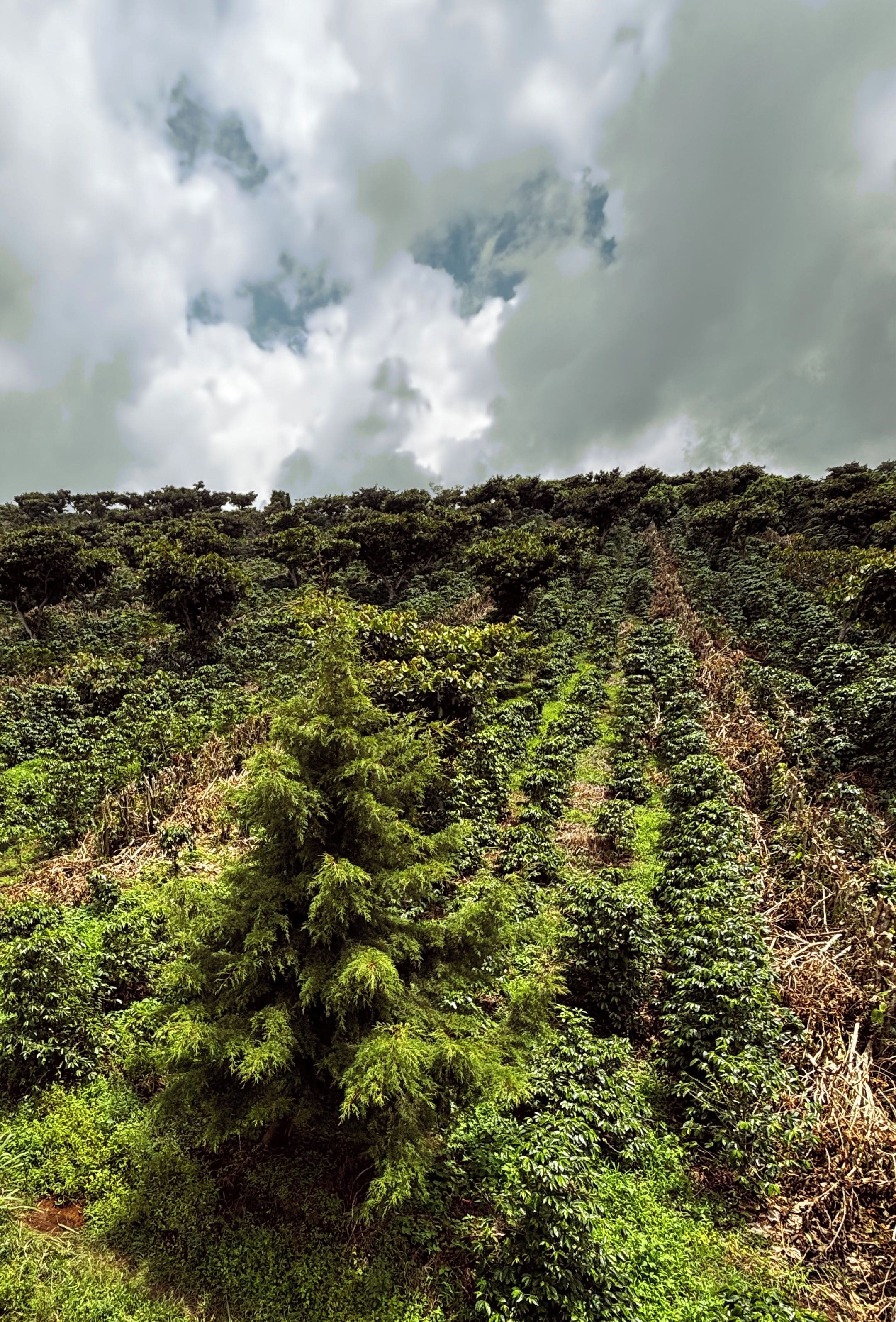 A dense forest with a variety of green vegetation and a clear sky with clouds.
