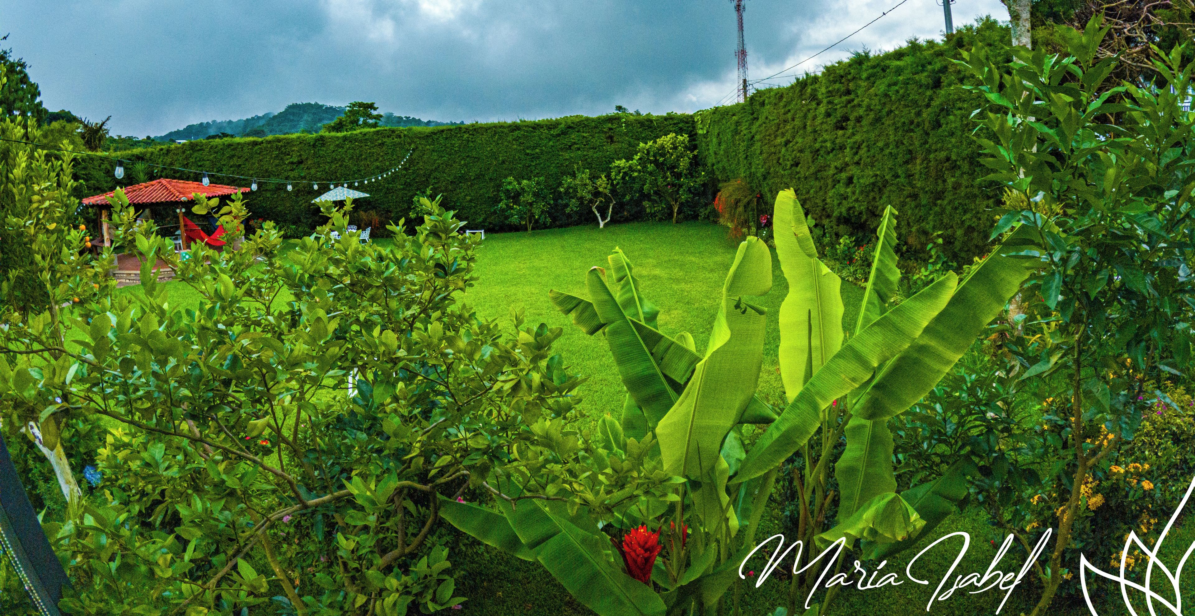 Um jardim exuberante com bananeiras e uma construção de telhado vermelho ao fundo.