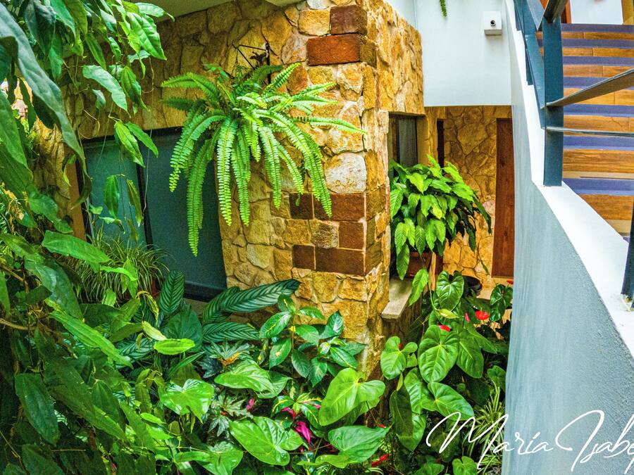 A lush indoor garden with various plants and a stone wall.
