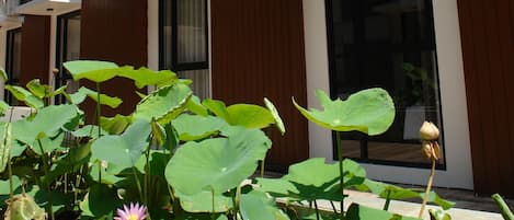 A modern building with balconies, large windows, and a garden with lotus plants.