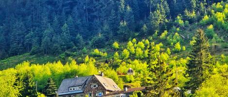 Ein Haus, umgeben von dichtem Wald, mit freiem Blick auf Bäume und Landschaft.