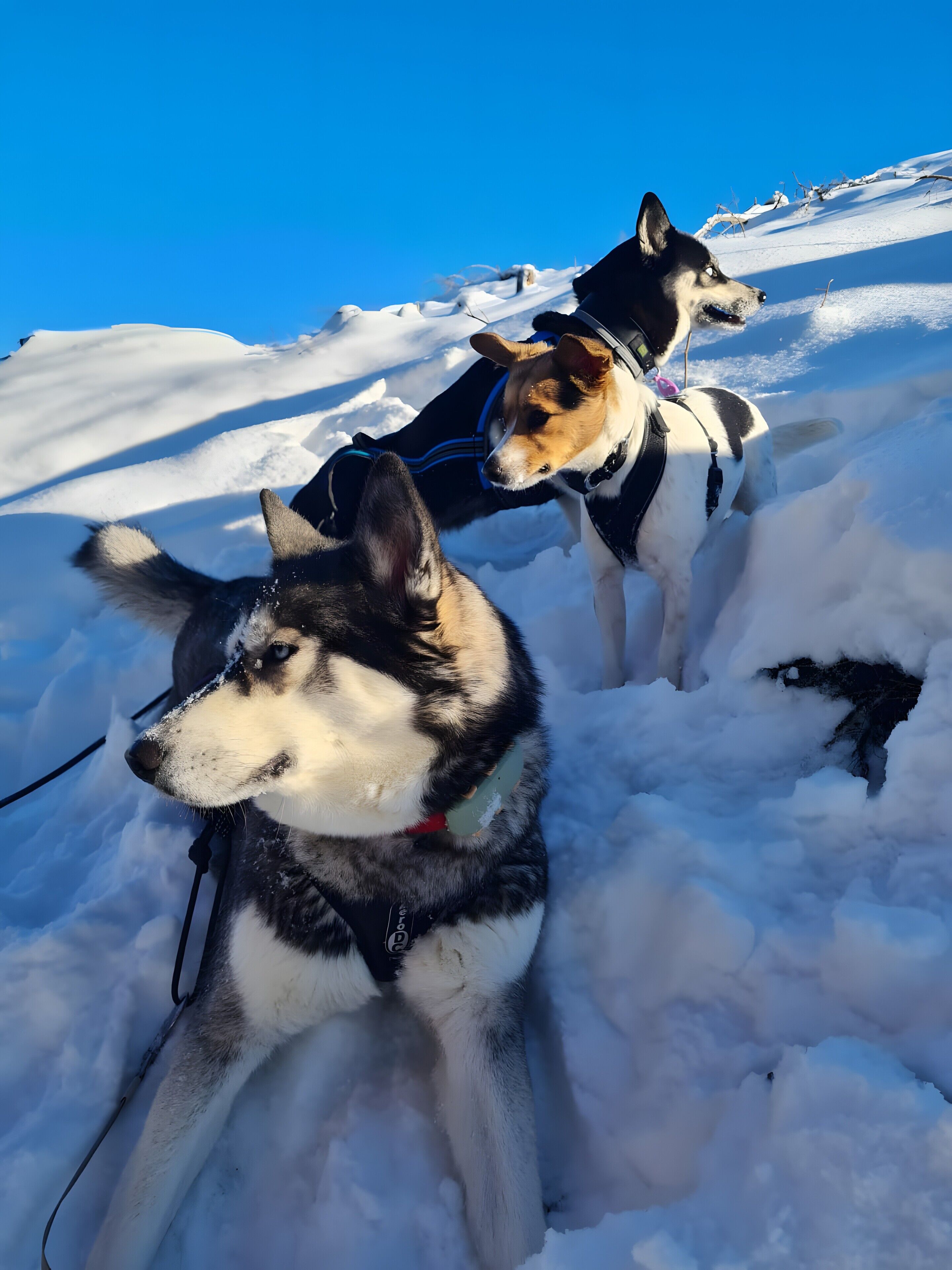 Two dogs in a snowy outdoor setting.