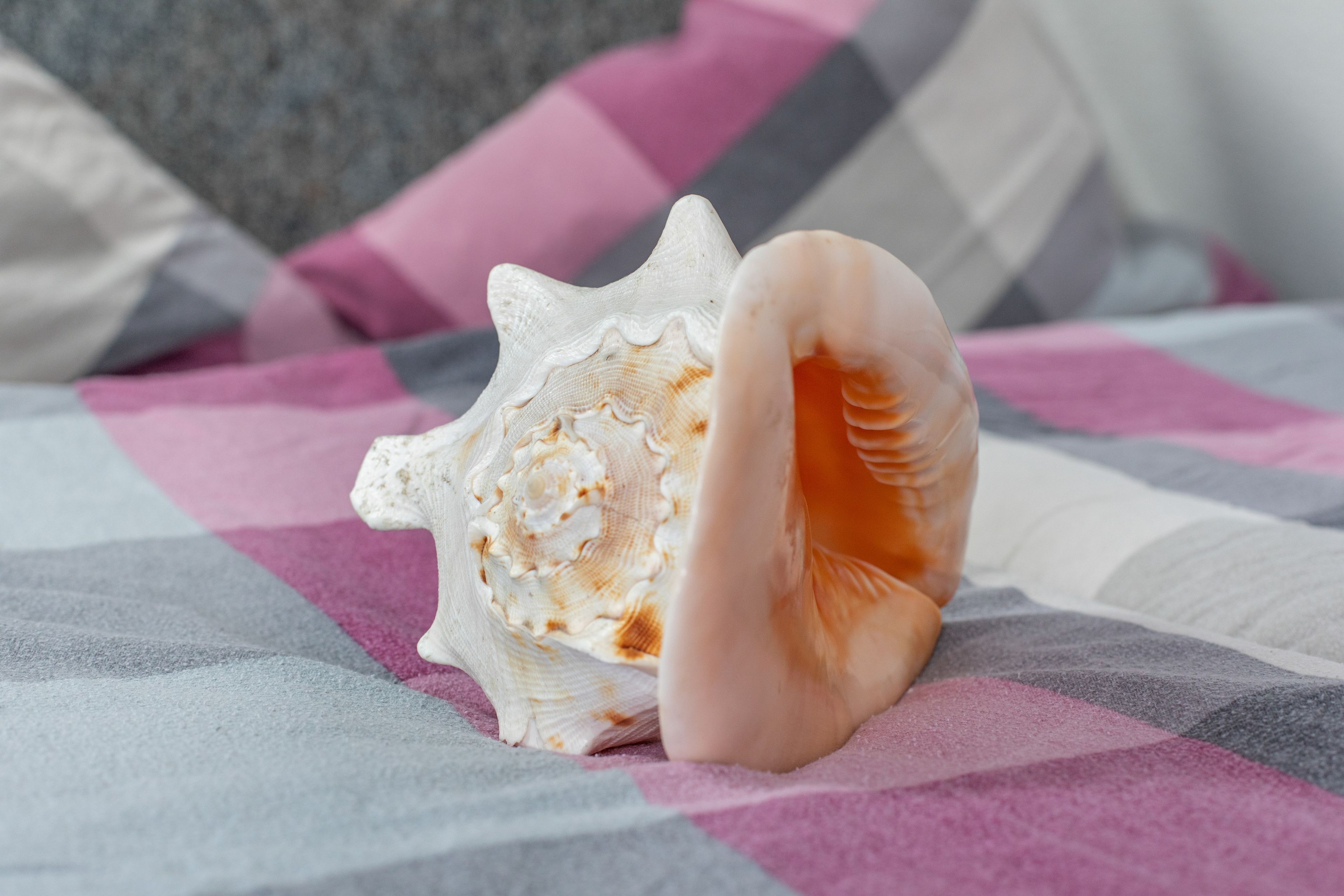 A seashell on a bed with a checkered bedspread.