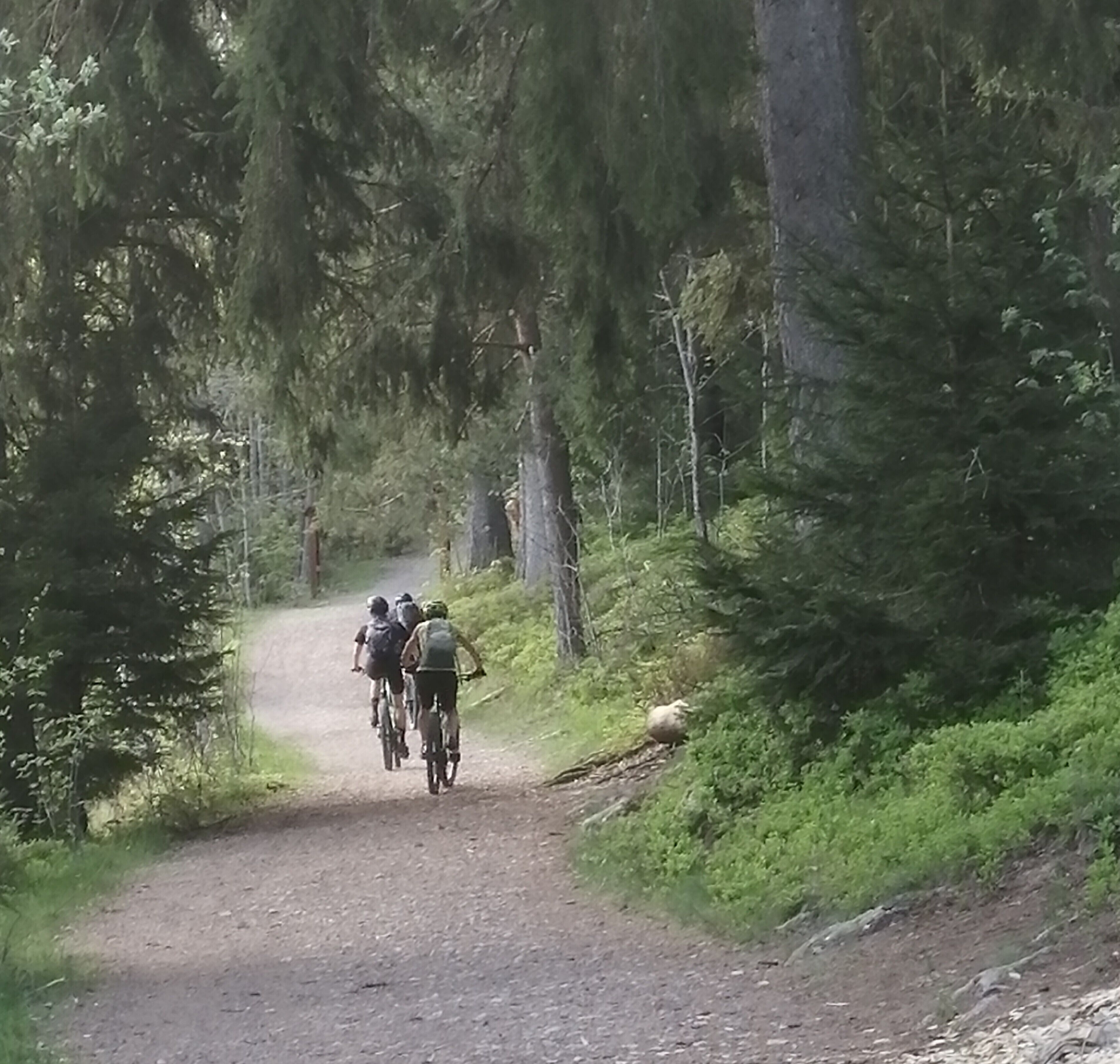 A group of cyclists on a dirt path surrounded by dense forest.
