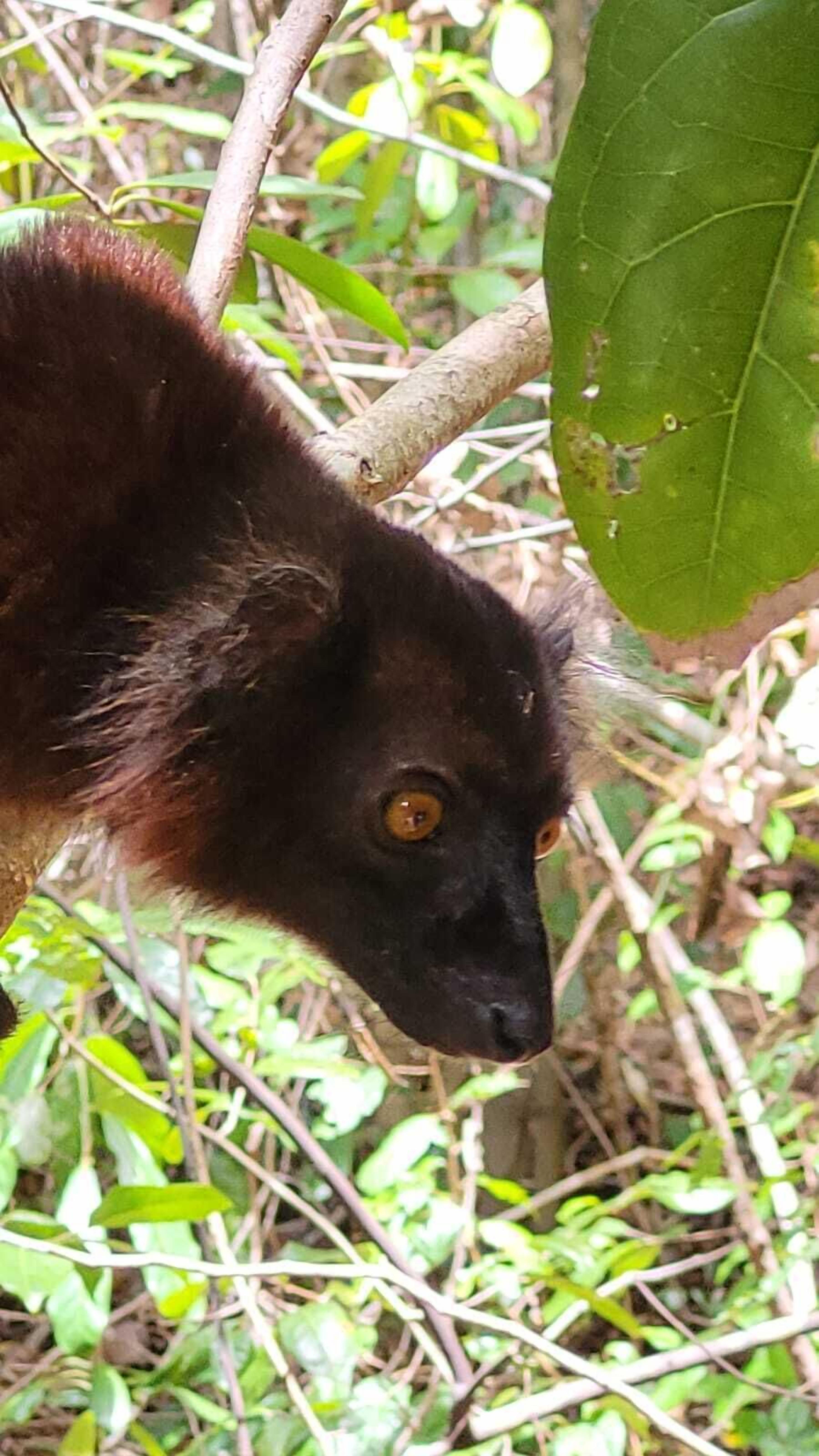 A close-up of a lemur with dark fur and large, expressive eyes.