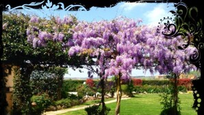 A garden with purple flowering trees, a stone pathway, and a view of a distant landscape. - Apartment in Farmhouse with Swimming Pool in the Tuscan countryside of Cortona (cortona)