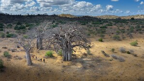 A dry, arid landscape with sparse vegetation and a prominent dead tree in the foreground. - Nkula Walking Camp by RETURN Africa (Mutale)