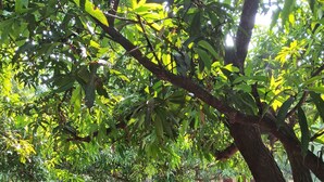 An outdoor area with trees and a gravel path. - Dev Farm Sasan Gir (Talala)