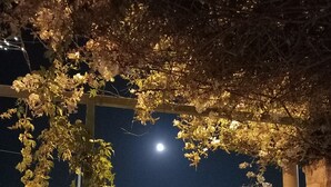 A nighttime view of a garden area with a pergola covered in climbing plants, a paved walkway, and a street in the background. - Il Cappero, sul Mare (Porto Badisco, Otranto)