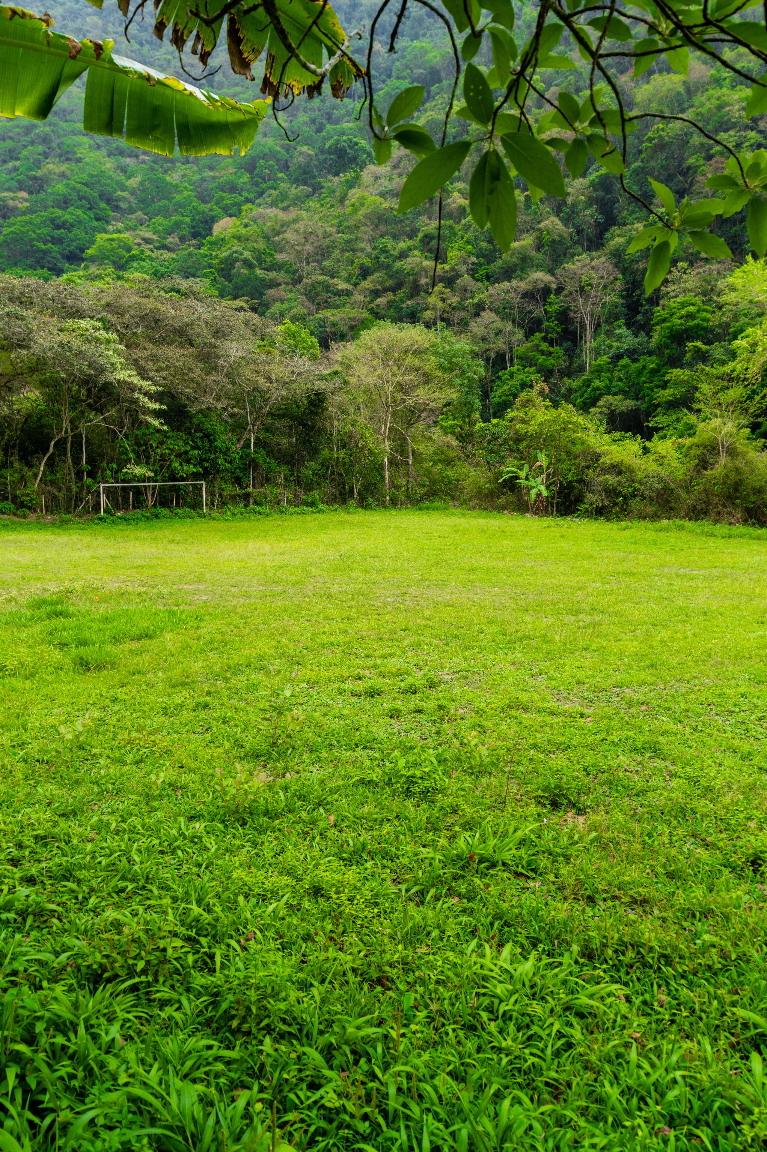 A grassy field with a soccer goal and dense forest in the background.