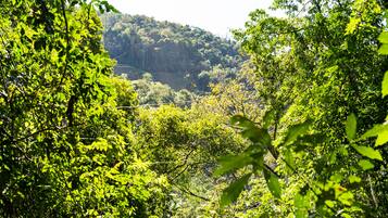 A dense forest with a mountain in the background.