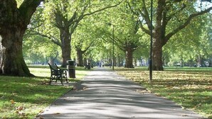 A park pathway lined with large trees and a bench.