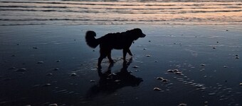 New town villa Flut for up to 14 people near the North Sea in a peripheral location with dog