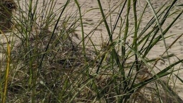 Ein Strand mit Sand und Gras im Vordergrund und einem ruhigen Meer unter einem teils bewölkten Himmel.