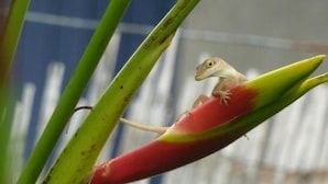 Gecko punaisella kasvilla.