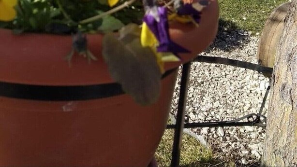 A potted plant with yellow and purple flowers in a park with a view of a cityscape and a body of water in the background. - Welcome&Enjoy King Studio 1 (Ohrid)