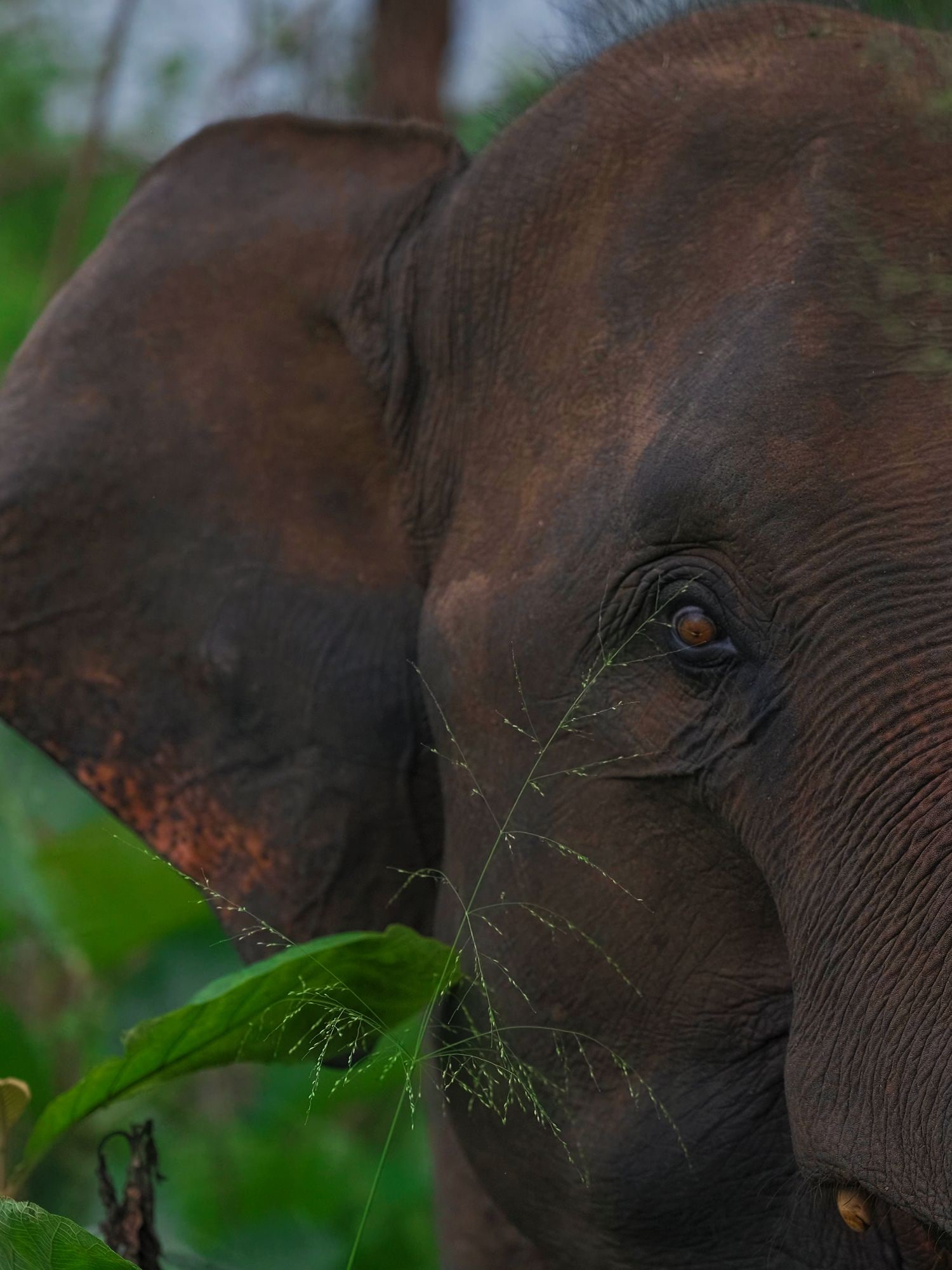 Primer plano del rostro de un elefante, con colmillos visibles y un fondo de follaje verde.