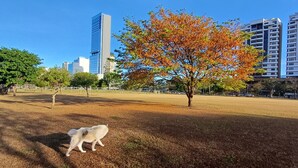 星評価なしの画像、3 / 100、ボタン