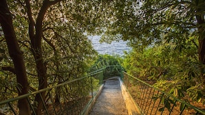 A pathway with metal railings surrounded by dense foliage, leading towards a body of water.
