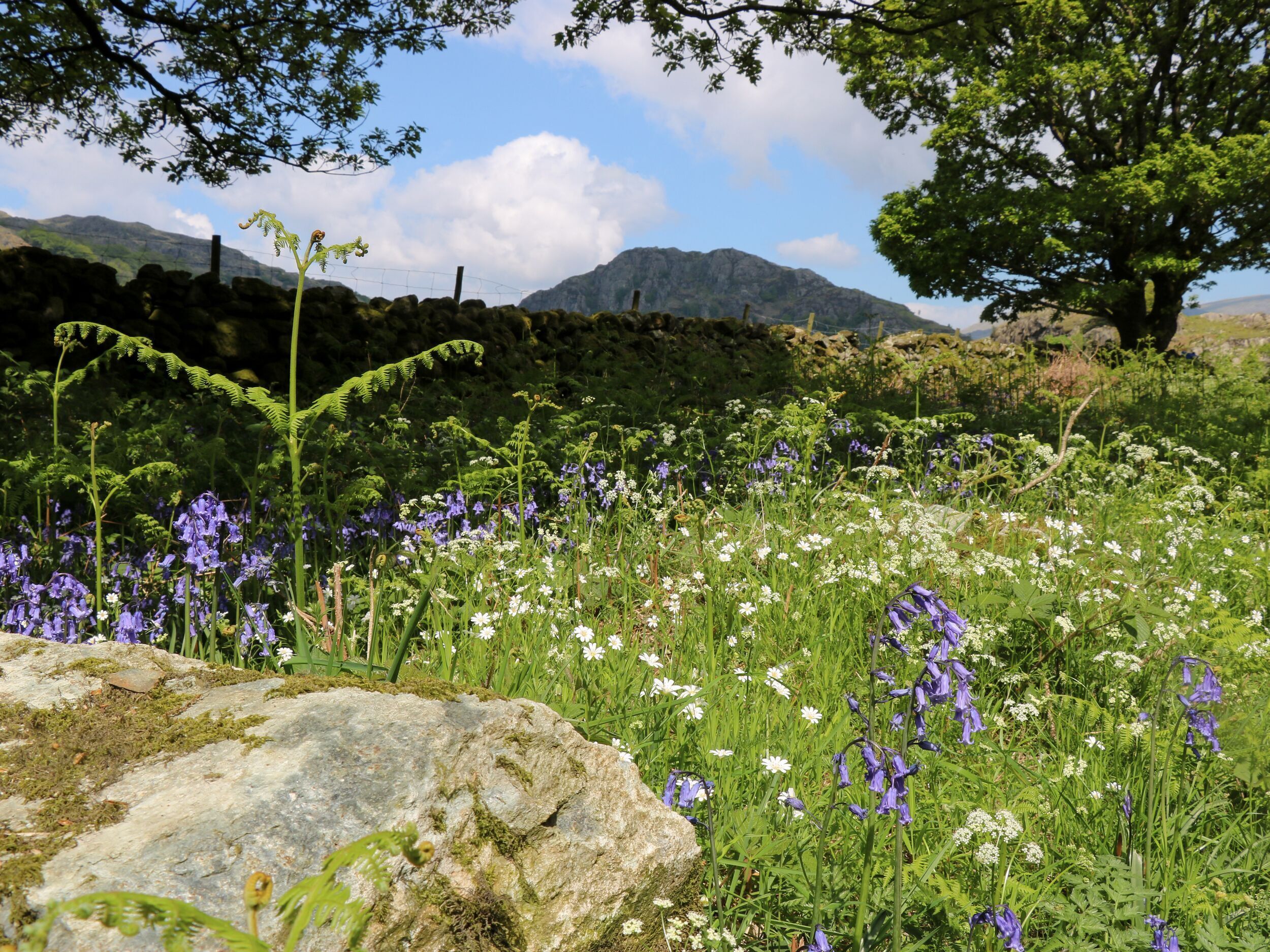 Un paysage naturel avec un grand rocher, des fleurs sauvages et une montagne en arrière-plan.