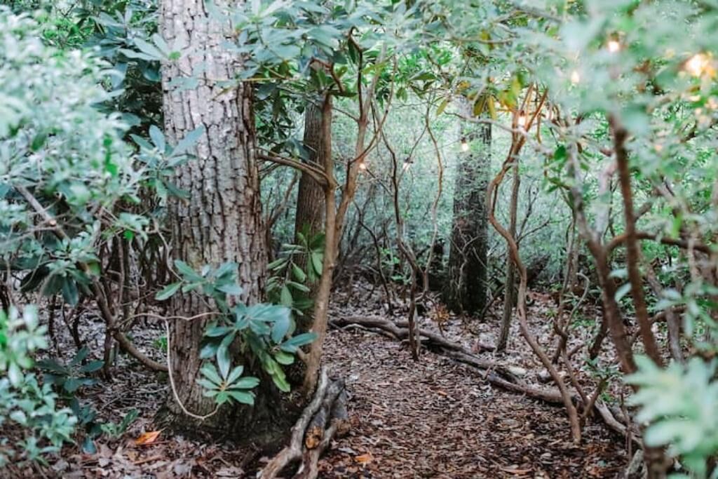 A dense forest with a variety of trees and undergrowth.