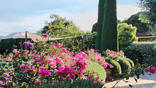 Ein Garten mit rosa Blumen, grünen Sträuchern und hohen Bäumen.