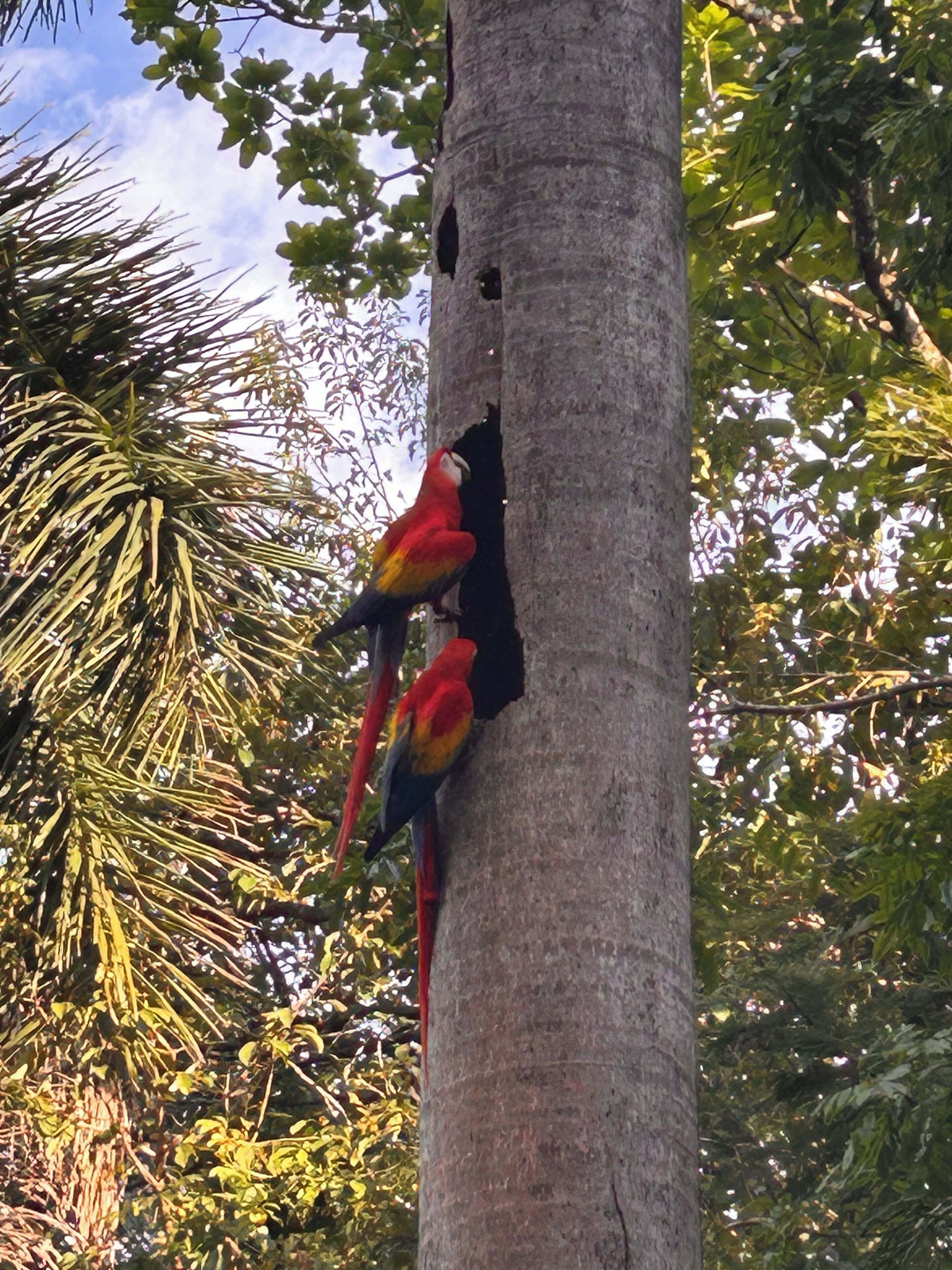 Two parrots perched on a tree trunk.