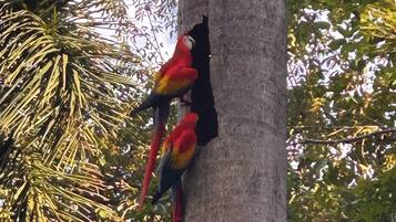 Two parrots perched on a tree trunk.