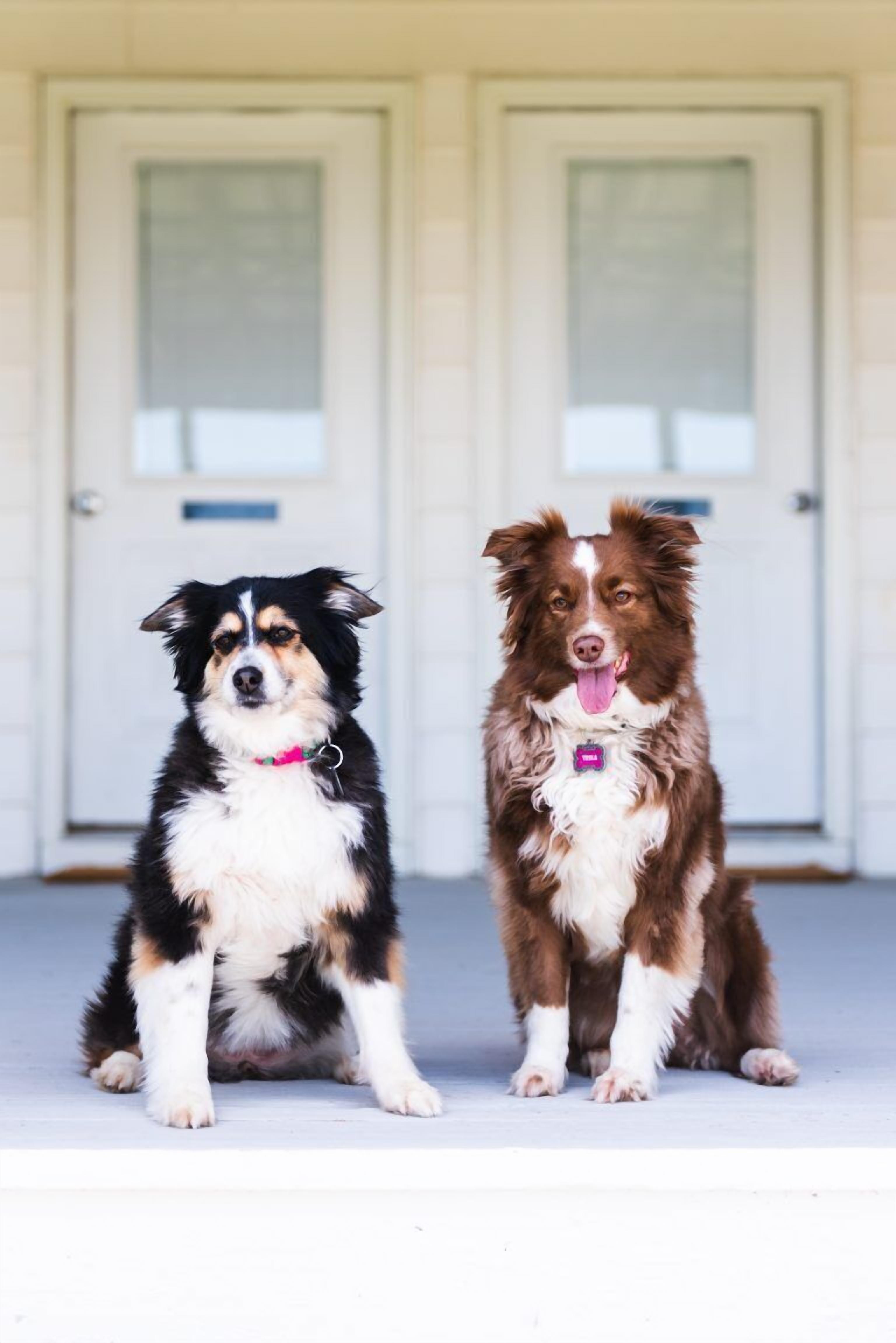 Two dogs sitting on a porch with a white door in the background.