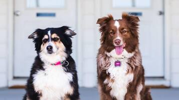 Two dogs sitting on a porch with a white door in the background.