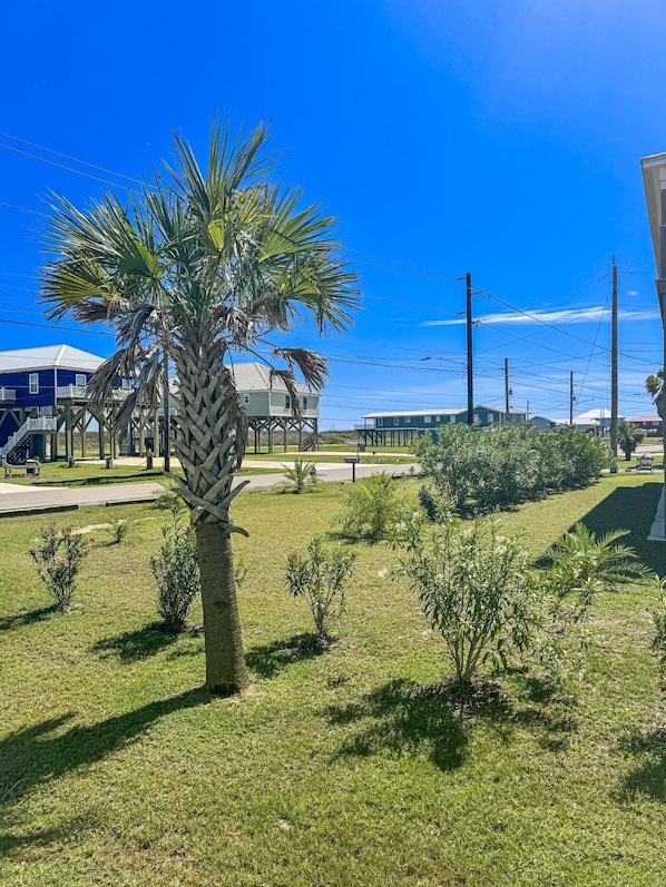 A residential area with a palm tree, a grassy lawn, and houses in the background.