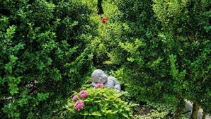 A garden with neatly trimmed hedges, a statue, and flowering plants.