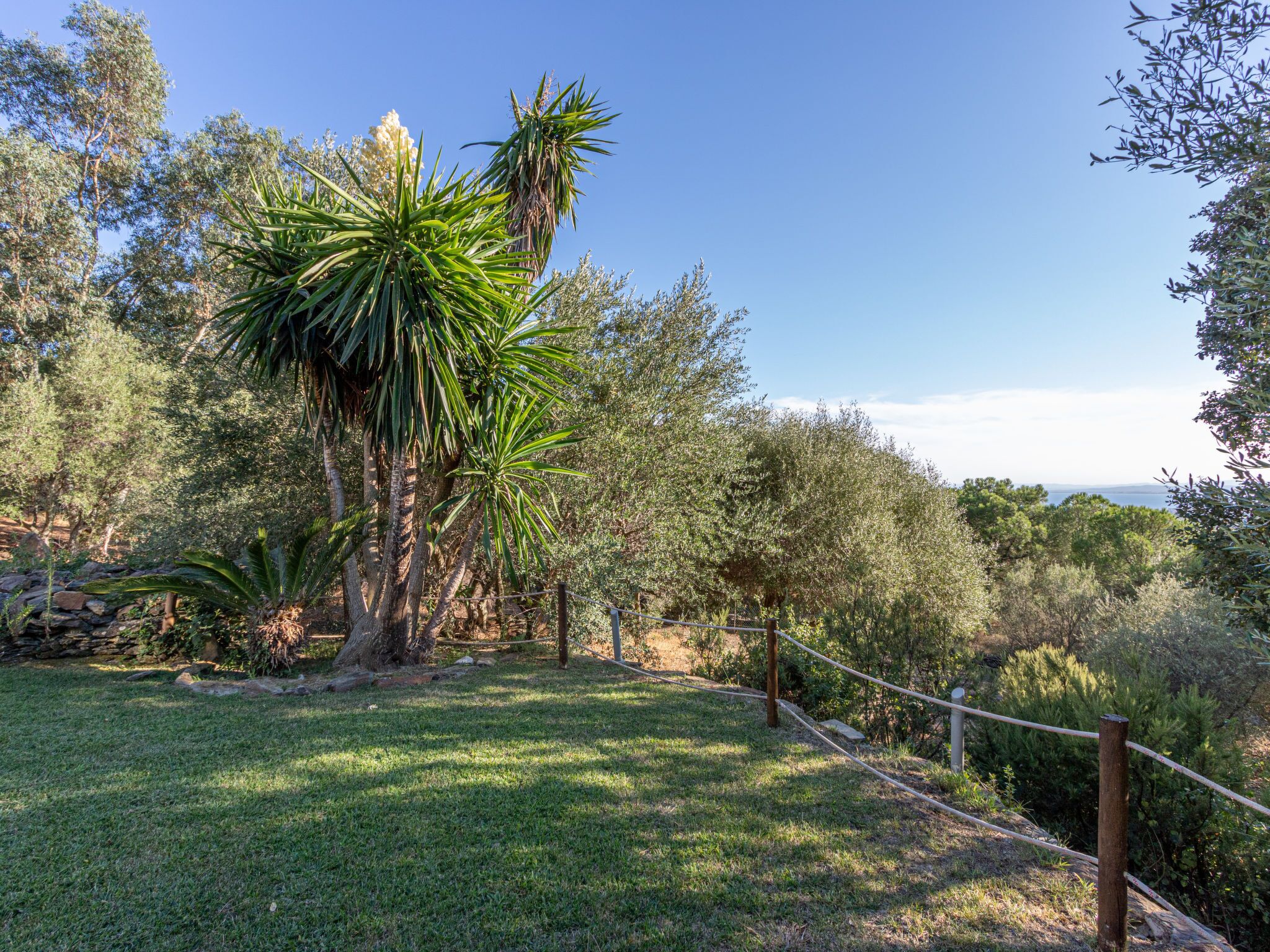 A natural landscape with a variety of trees and a grassy area.