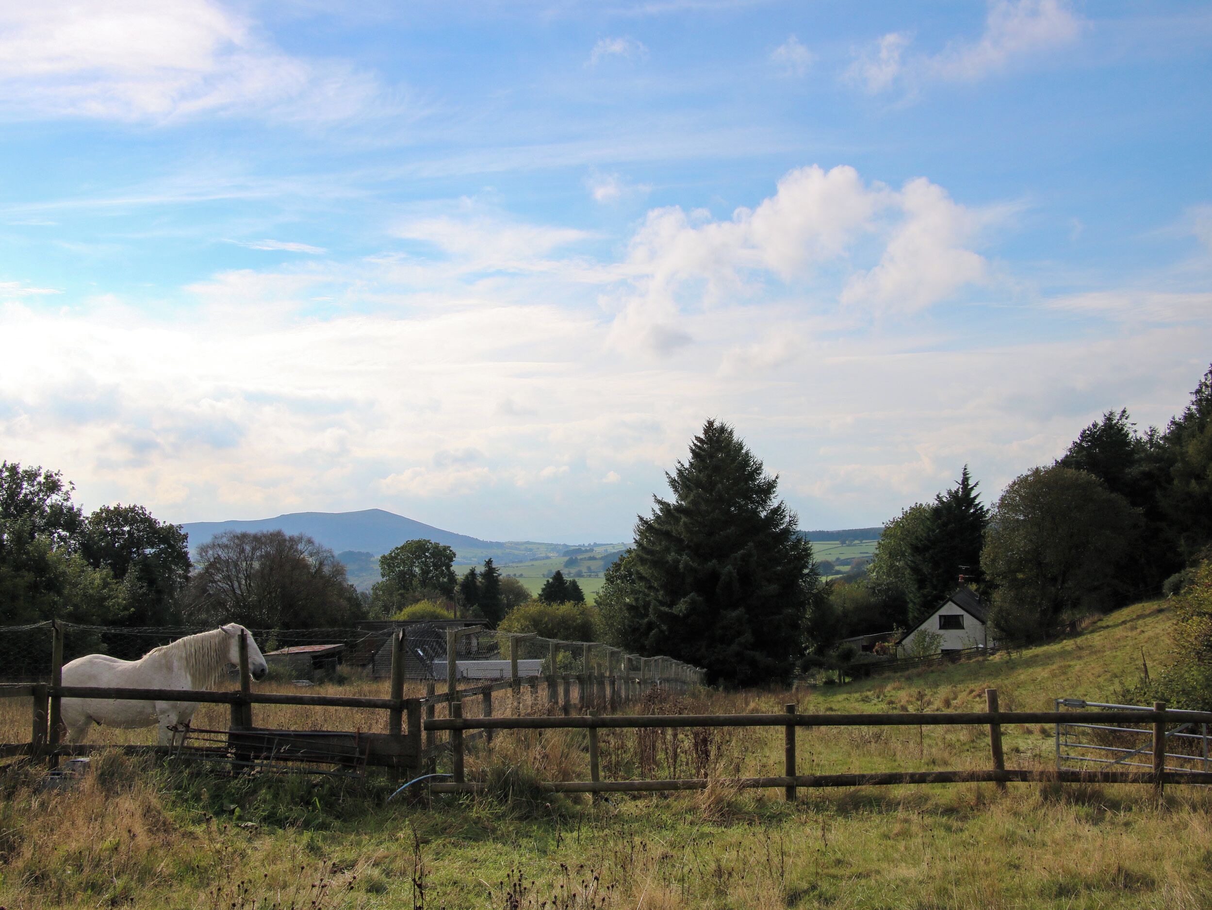 A rural landscape with a white horse in a fenced area, a wooden fence, and a small white building in the background.