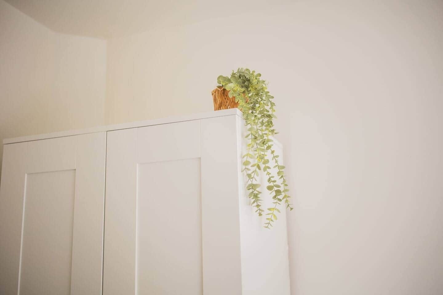 Une armoire blanche avec une plante suspendue.