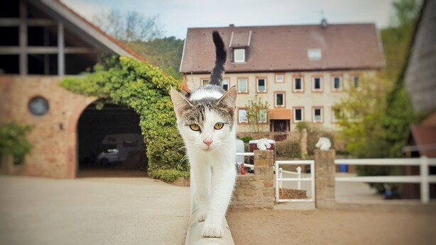 Un chat marchant sur un chemin de béton devant un bâtiment orné d’une arche en briques, avec une maison en arrière-plan.