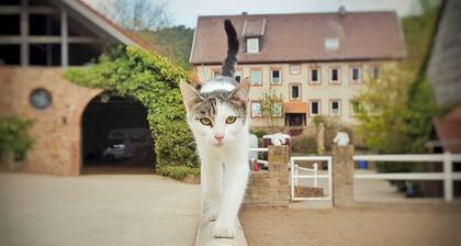 Gemütliche FeWo auf einem Gestüt in kleinem Odenwälder Weiler - Natur pur!
