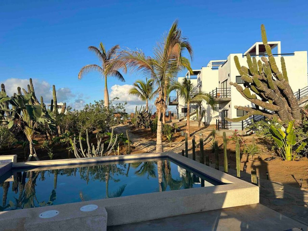 Zona de piscina con palmeras y cactus, rodeada de edificios modernos.